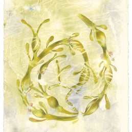 Egg Wrack, Submerged