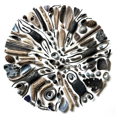 Egg Cases and Ascophyllum Nodosum 