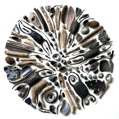 Egg Cases and Ascophyllum Nodosum 