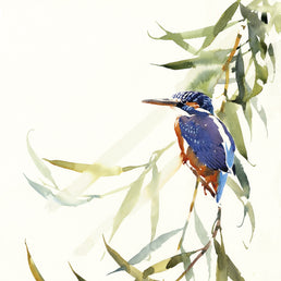 Female Kingfisher in Willow