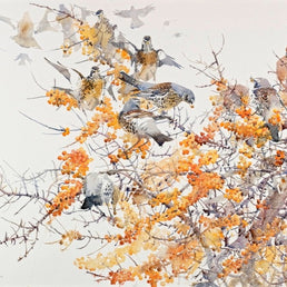 Fieldfare and Waxwing Among Sea Buckthorn