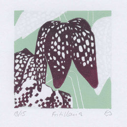 Fritillaria