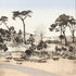 Coastal Pines