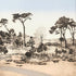 Coastal Pines