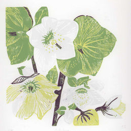 Hellebore