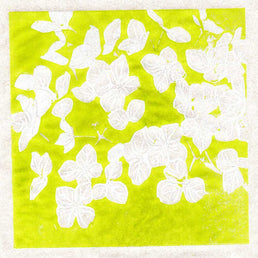 Hydrangea Annabelle