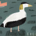 Eider