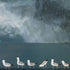 Gulls Gather