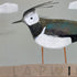 Lapwing