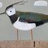 Lapwing