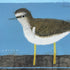 Sandpiper