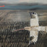 The Call Of The Curlew