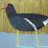 The Moorhens