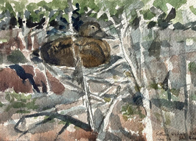 Sitting Eider, Bass Rock