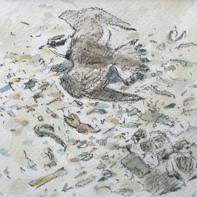 Ringed Plover Distraction
