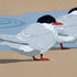 Arctic Visitors