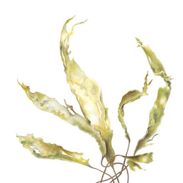 Kelp, Barnacle Stone