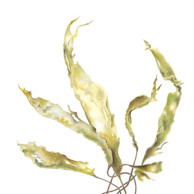 Kelp, Barnacle Stone