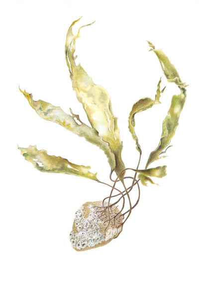 Kelp, Barnacle Stone