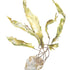 Kelp, Barnacle Stone
