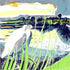 Little Egret in the Shallows