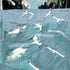 Atlantic Gannets