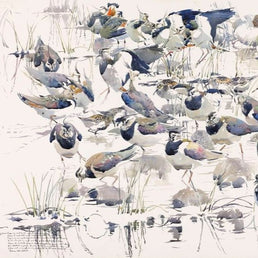 Lapwing group