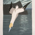 Gannet Diving, Noss