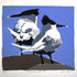 Sandwich Terns II