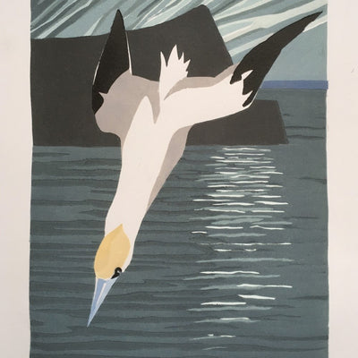 Gannet Diving, Noss