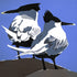 Sandwich Terns II