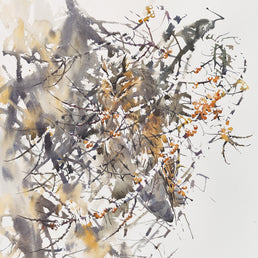 Long-eared Owl Hidden Among Sea Buckthorn