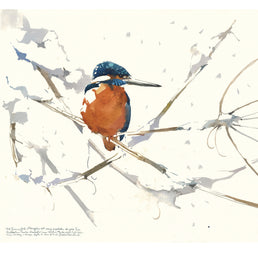 Male Kingfisher in Snow