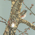 Redwings