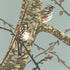Redwings
