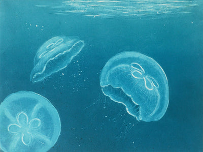 Moon Jellyfish