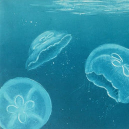 Moon Jellyfish