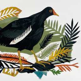 Moorhen I