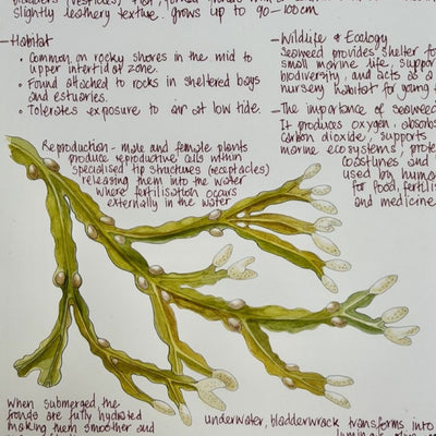 Nature Notes- Bladder Wrack