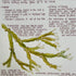 Nature Notes- Bladder Wrack