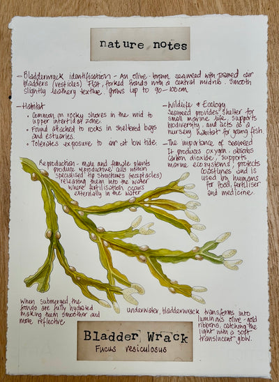 Nature Notes- Bladder Wrack