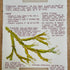 Nature Notes- Bladder Wrack