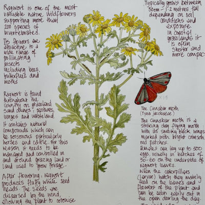 Nature Notes- Common Ragwort