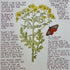 Nature Notes- Common Ragwort