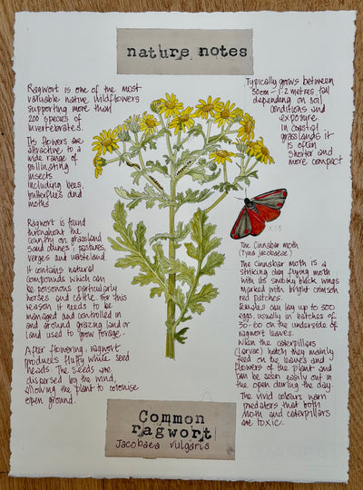 Nature Notes- Common Ragwort