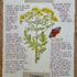Nature Notes- Common Ragwort