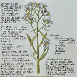 Nature Notes- Sea Aster