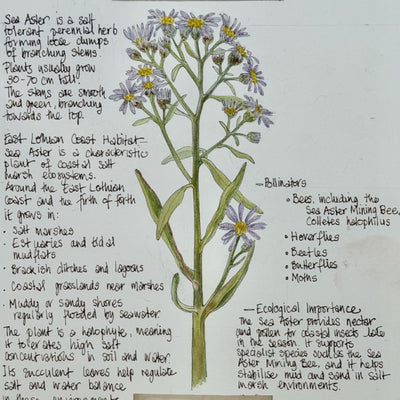 Nature Notes- Sea Aster