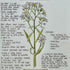 Nature Notes- Sea Aster