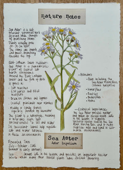 Nature Notes- Sea Aster